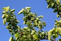 Growing apples Royalty Free Stock Photo