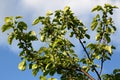 Growing apples Royalty Free Stock Photo