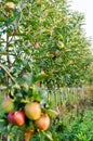 Growing apples in horticultural agriculture. Apple trees grow on special supports and an irrigation system supply Royalty Free Stock Photo