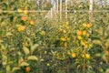Growing apples in horticultural agriculture. Apple trees grow on special supports and an irrigation system supply Royalty Free Stock Photo