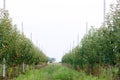 Growing apples in horticultural agriculture. Apple trees grow on special supports and an irrigation system supply Royalty Free Stock Photo