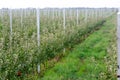 Growing apples in horticultural agriculture. Apple trees grow on special supports and an irrigation system supply Royalty Free Stock Photo