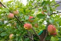 Ripening red and yellow apples on apple tree in garden Royalty Free Stock Photo