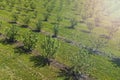 growing apples view from a quadcopter, orchard photo from height