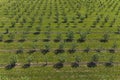 growing apples view from a quadcopter, orchard photo from height