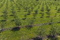 growing apples view from a quadcopter, orchard photo from height