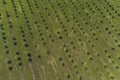 growing apples view from a quadcopter, orchard photo from height