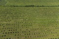 growing apples view from a quadcopter, orchard photo from height