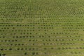 growing apples view from a quadcopter, orchard photo from height