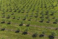growing apples view from a quadcopter, orchard photo from height
