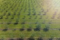 growing apples view from a quadcopter, orchard photo from height