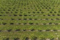 growing apples view from a quadcopter, orchard photo from height