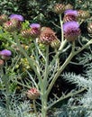 Growing Artichoke vegetable