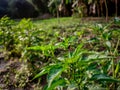 Growing asian chilli plant in the summer.