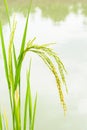 Growing asian rice, baby rice on filed