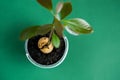 Growing avocados in a pot. A young fresh avocado sprout with leaves grows from Royalty Free Stock Photo