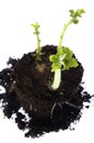 Growing baby plant. potato Royalty Free Stock Photo