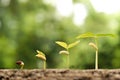 Growing baby plants Royalty Free Stock Photo