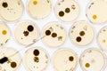 Growing Bacteria in Petri Dishes. Royalty Free Stock Photo