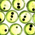 Growing Bacteria in Petri Dishes. Royalty Free Stock Photo