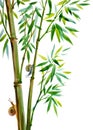 Growing bamboo and snails, watercolor illustration Royalty Free Stock Photo