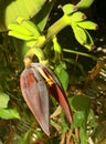 Growing bananas with banana flower and buds. Royalty Free Stock Photo