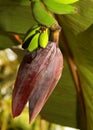 Growing bananas with flower and buds in the garden. Royalty Free Stock Photo