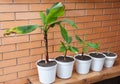 Growing Bananas - How To Grow Banana Plants. Transplant Flowers In Pots. Banana plant, Banana trees, banana plants Royalty Free Stock Photo