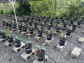 Growing bananas inside a nursery Royalty Free Stock Photo