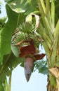 Growing bananas Royalty Free Stock Photo