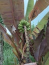 Growing Bananas on tree in indonesia Royalty Free Stock Photo