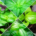 Growing, basil in the garden. Background for gardening. Collage, collection, banner, square photo