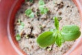 Growing basil Royalty Free Stock Photo