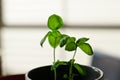 Growing basil plant in pot backlit by a window.