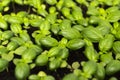 Growing basil plants. Macro focused photo with blurred background