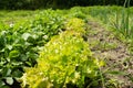 Growing batavia, arugula and onions on an organic farm Royalty Free Stock Photo