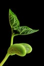 Growing bean Royalty Free Stock Photo