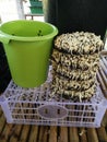 Growing bean sprouts in plastic buckets Royalty Free Stock Photo