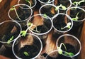 Growing bean sprouts in plastic cup Royalty Free Stock Photo