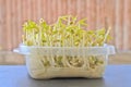 Growing bean sprouts with wet tissue paper in kitchen storage