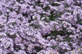 Growing beautiful Aster alpinus, dwarf pink alpine aster flowers richly blooming in the flowerbed in autumn, full frame