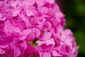 Growing beautiful blooms. Pink hydrangea in full bloom. Showy flowers in summer. Hydrangea blossom on sunny day Royalty Free Stock Photo