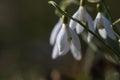 Beautiful snowdrops by early spring season Royalty Free Stock Photo