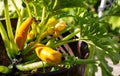 Growing beautiful yellow zucchini in the ground on a sunny day in summer. Agriculture, growing vegetables Royalty Free Stock Photo