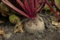growing beetroot on the vegetable bed Royalty Free Stock Photo