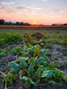 growing beetroot on the vegetable bed Royalty Free Stock Photo