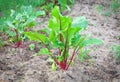 Growing beetroot on the vegetable bed. Royalty Free Stock Photo