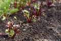 Growing beetroots Royalty Free Stock Photo