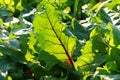 Growing beetroots Royalty Free Stock Photo