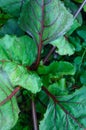 Growing beetroots Royalty Free Stock Photo